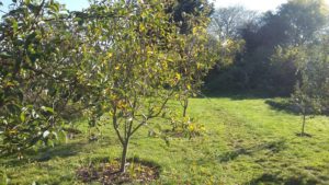 Margaret Wright orchard Abbey apple trees