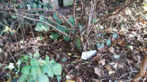 Romsey site sign on the currant bush